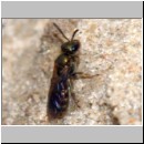 Lasioglossum morio - Furchenbiene 04 6mm.jpg